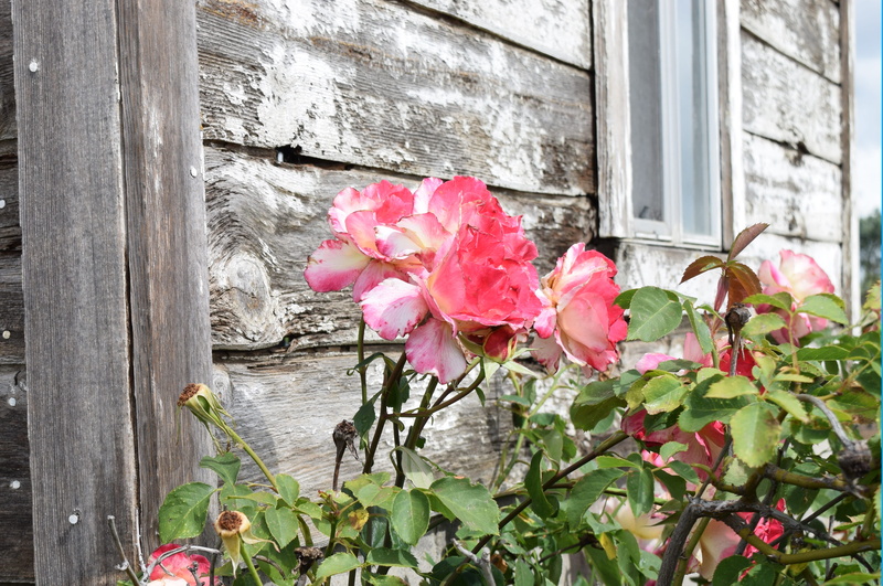 flower, window, petal, outdoors, vulnerability, no people, rose, flower head, close-up, 4K, stone wall, flowering plant, weather-beaten building, growth