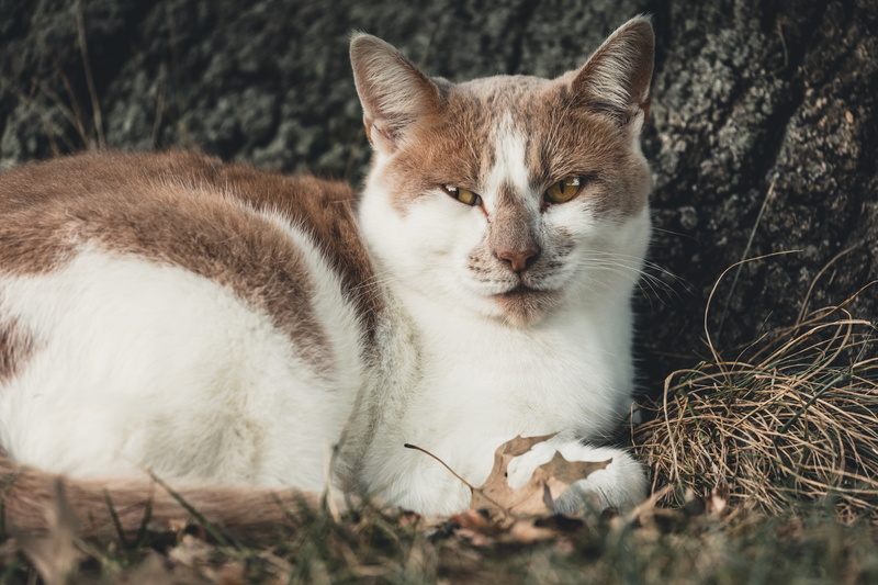 cat, whisker, day, looking, mammal, young Animal, brown, domestic Animals, domestic Cat, white, cute, kitten, beauty In Nature, domestic, sitting, fluffy