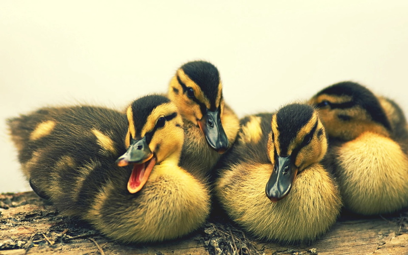 white, close-up, animal family, young bird, cygnet, poultry, no people, young Animal, spotty, cute, medium group of animals, animals in the wild, nature
