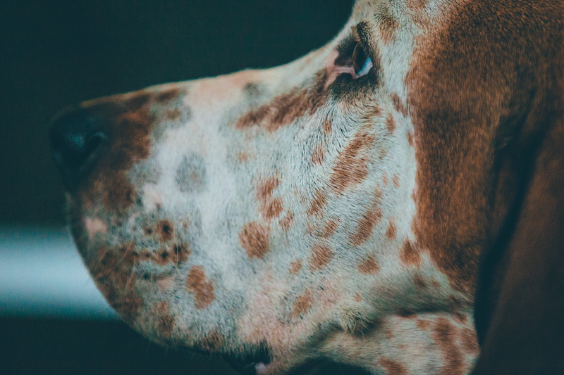 vertebrate, coated, profile view, animal body part, small, focus on foreground, pet, no people, animal wildlife, canine, day, side view, pets, animal mouth
