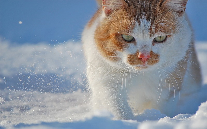 cold - Temperature, winter, domestic, close-up, beautiful, playful, beauty In Nature, blue, looking, domestic Cat, fat, feline, face, young Animal, animal Eye