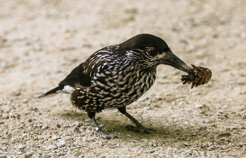 animal themes, eat, pine cones, food, eating, perching, day, black color, close-up, animal, focus on foreground, side view, animal wildlife, bill, bird