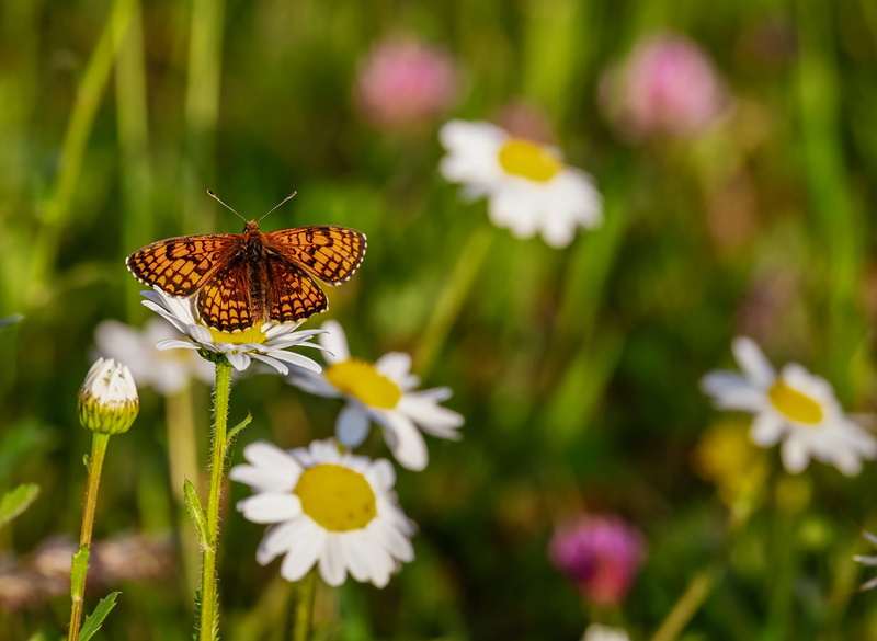 vulnerability, brown spotty, pollination, animal, flower head, butterfly, mother of pearl butterfly, 4K, brown, animal wildlife, petal, wetlands - mother of pearl butterfly