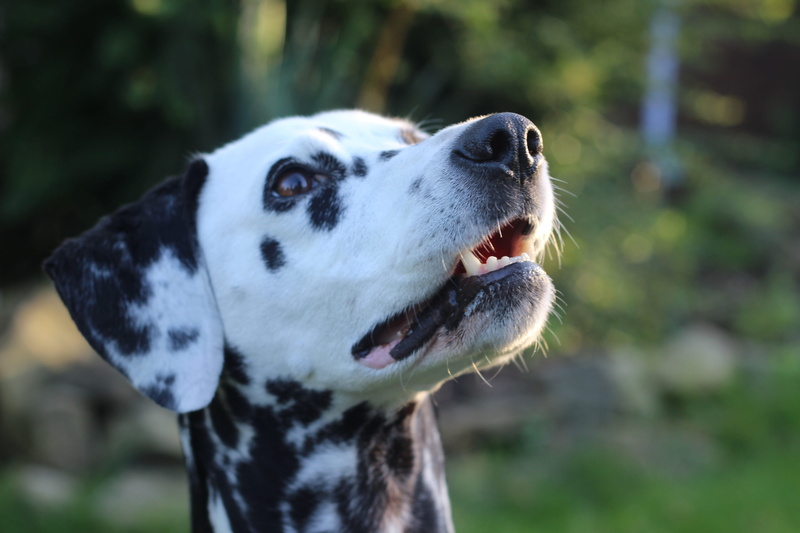 pets, animal body part, animal themes, hundeportrait, 5K, focus on foreground, day, dog breed, one Animal, dalmatian Dog, domestic, attention, outdoors