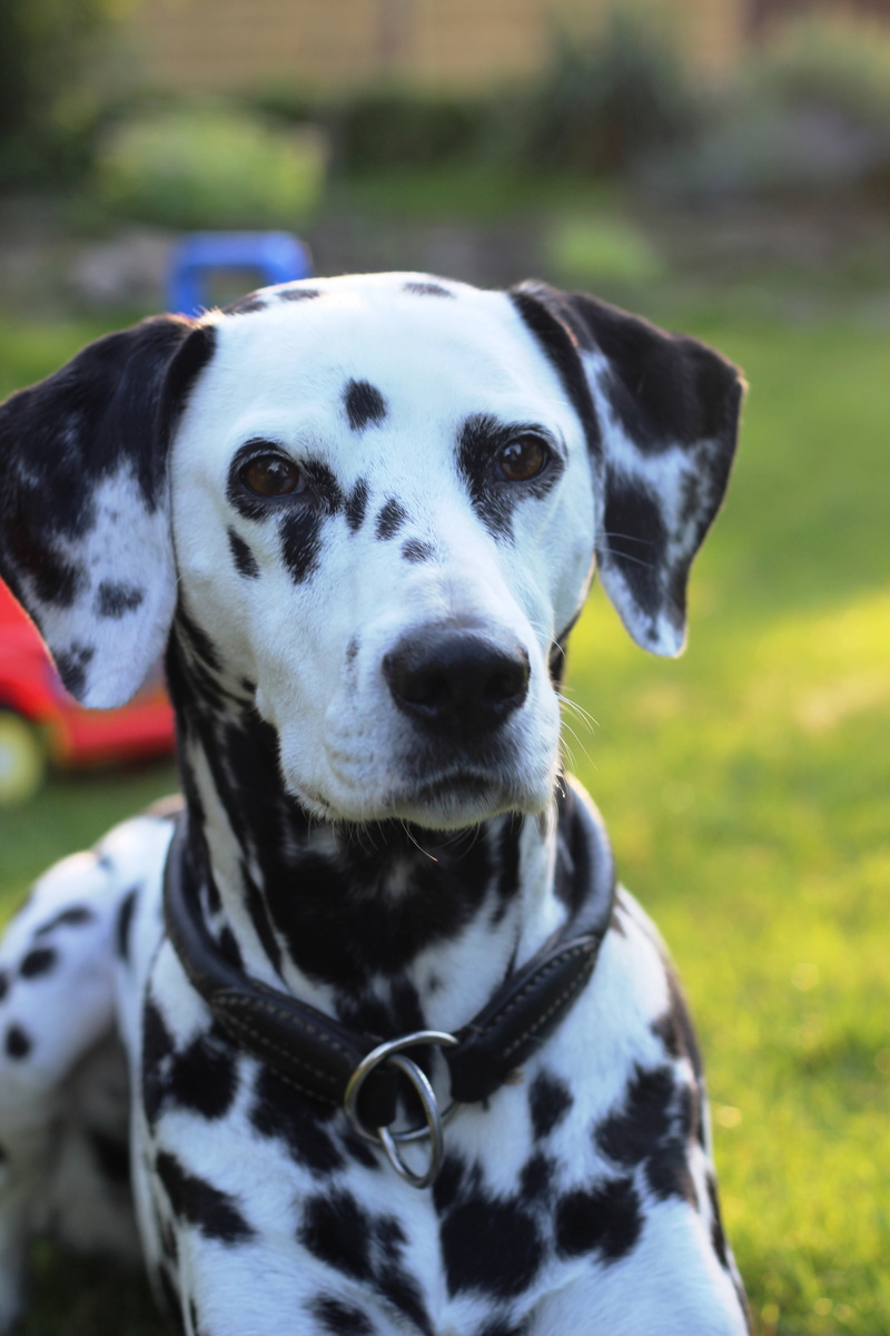 day, dalmatians, looking, stains, domestic, looking at camera, focus on foreground, portrait, garden, spotted, outdoors, dog head, no people, attention