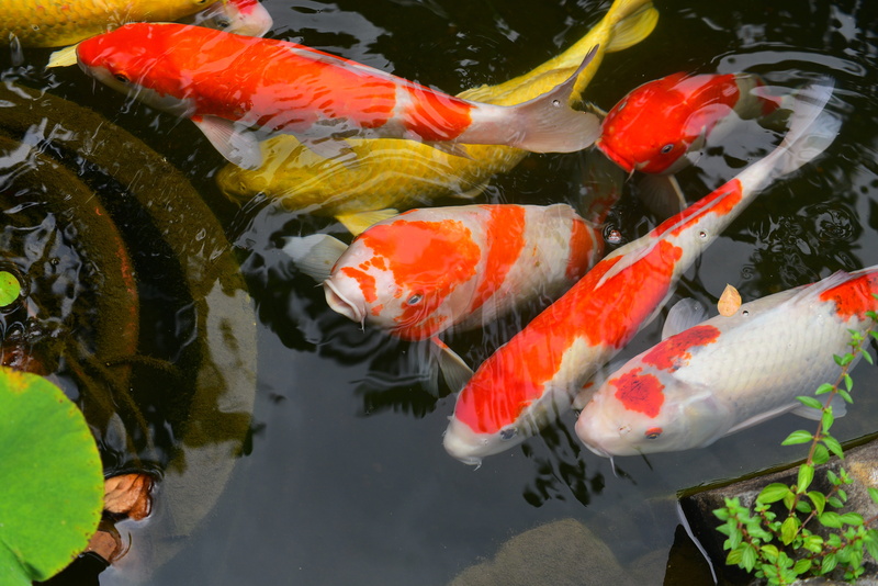 large group of animals, aquatic animals, group of animals, animals in the wild, underwater, fish, lake, swimming, carp, animal themes, vertebrate, water
