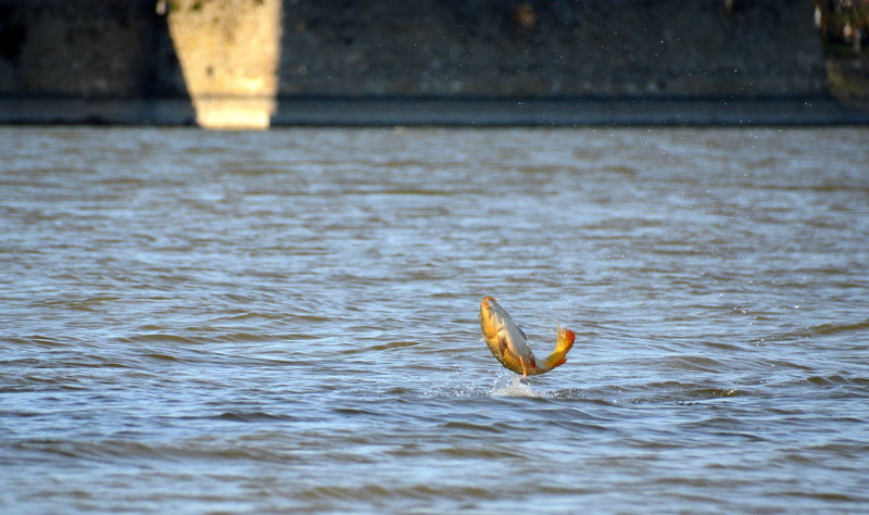 carp, koi, focus on foreground, vertebrate, fish, spawn them, 2K, water, nature, lake, bird, swim, jump, animal wildlife, one animal, animals in the wild
