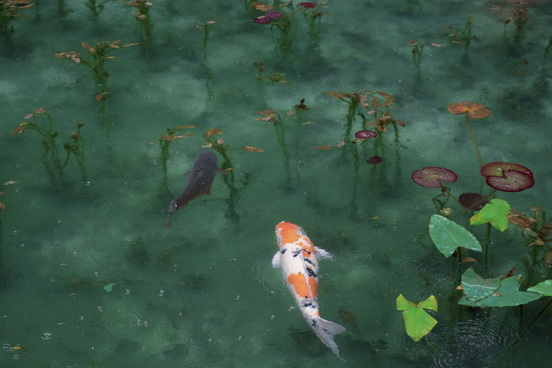 leaves, water, koi, plant part, 5K, lake, day, leaf, black, river, animal wildlife, white, fishes, no people, nature, marine, group of animals, green color