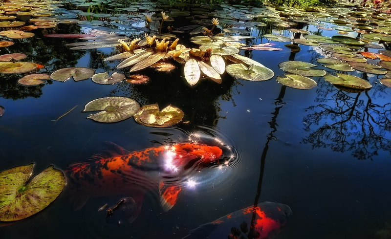 1080P, floating on water, black, animal themes, animals in the wild, high angle view, red, reflection, nature, marine, Water, carp, swimming, school of fish