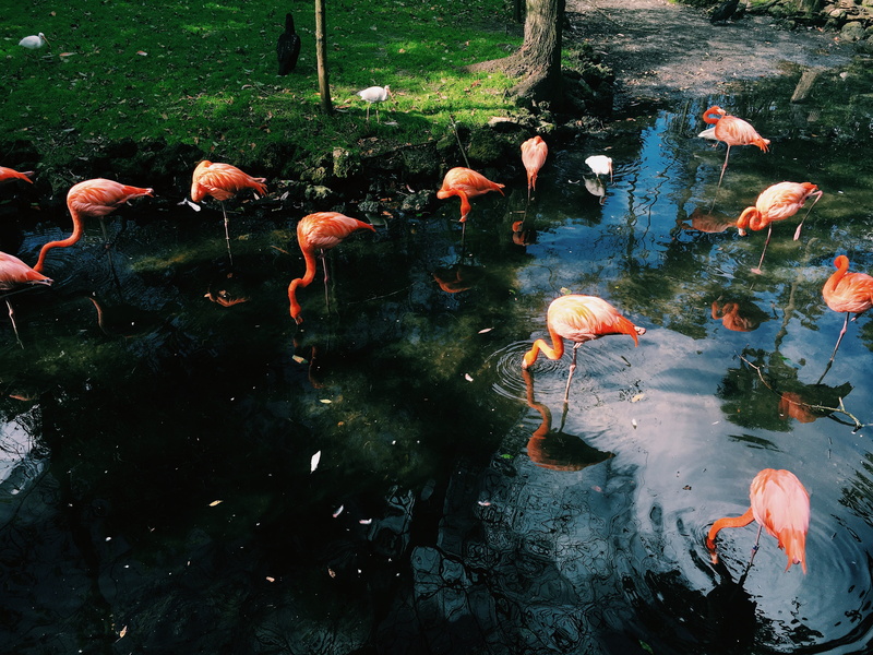 day, 4K, water, flock, school of fish, animal, bird, beauty in nature, group of animals, no people, green, lake, animals in the wild, grass, koi carp