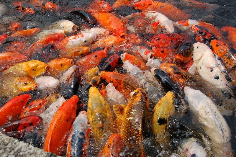 swimming, 2K, water, ocean, marine, sealife, outdoors, high angle view, animal wildlife, animal, large group of animals, vertebrate, lake, fishes, carp