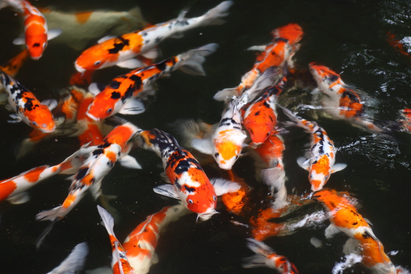 underwater, koi carp, aquarium, large group of animals, fish, school of fish, carp, lake, marine, no people, group of animals, animal themes, 4K, water