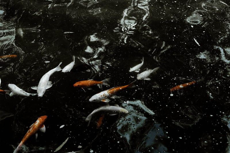 outdoors, marine, group of animals, carp, animal wildlife, lake, fish, animals in the wild, no people, animal themes, 5K, school of fish, water, cyprus