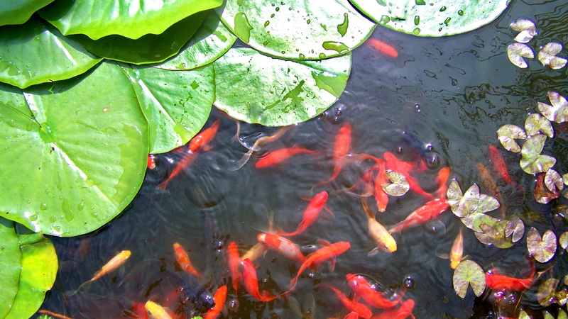 nature, high angle view, underwater, animal themes, animal wildlife, school of fish, swimming, koi carp, water, lake, gold fish, no people, day, fish, outdoors