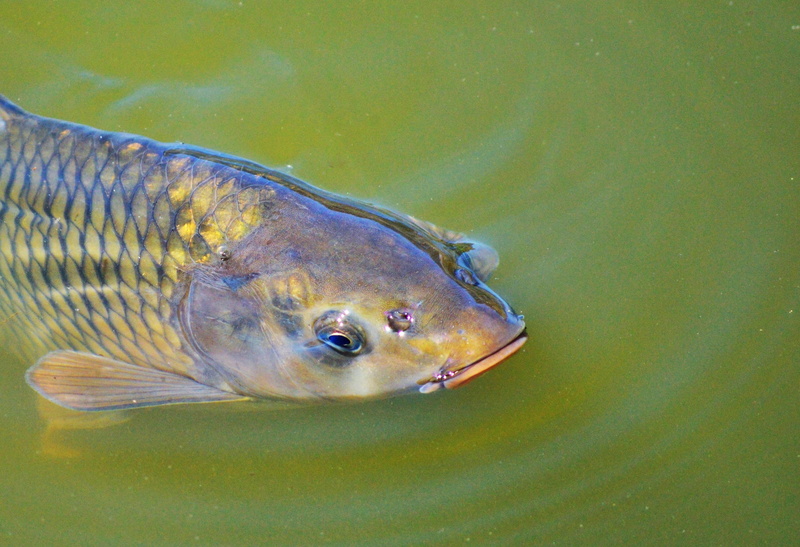 animal, sea life, water, swimming, animal wildlife, underwater, pond, carp, 2K, water surface, fish, day, high angle view, one animal, vertebrate, animal themes