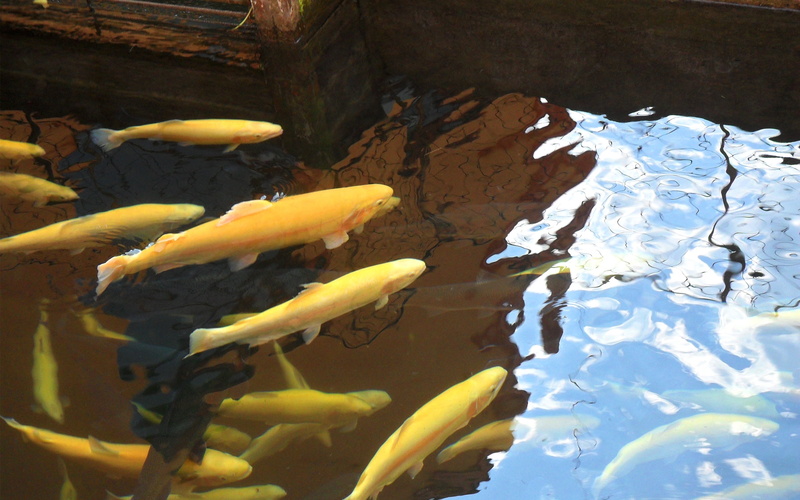 large Group Of Animals, red, blue, koi Carp, yellow, swimming Animal, wildlife, marine, no People, vertebrate, beauty In Nature, fish, lake, orange Color
