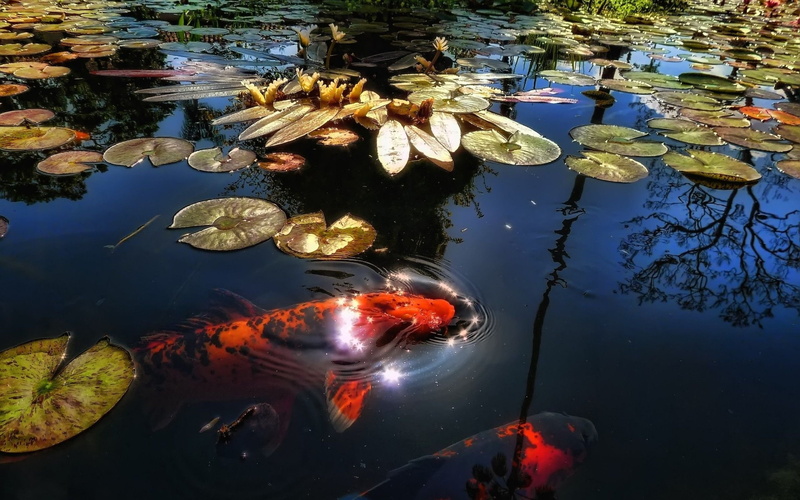 lake, swimming, animals in the wild, sea, ocean, fishes, group of animals, leaf, waterfront, reflection, floating on water, animal wildlife, floating, no people