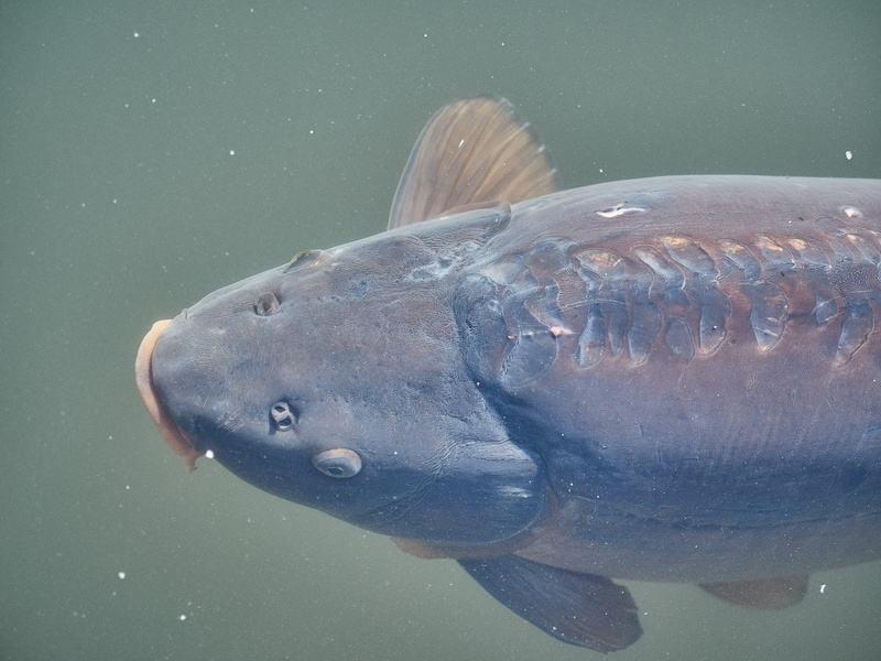 Nature, animal mouth, Pond, close-up, no people, 5K, swim, undersea, koi carp, Lake, fish, koi, mouth open, animal themes, vertebrate, sea, underwater