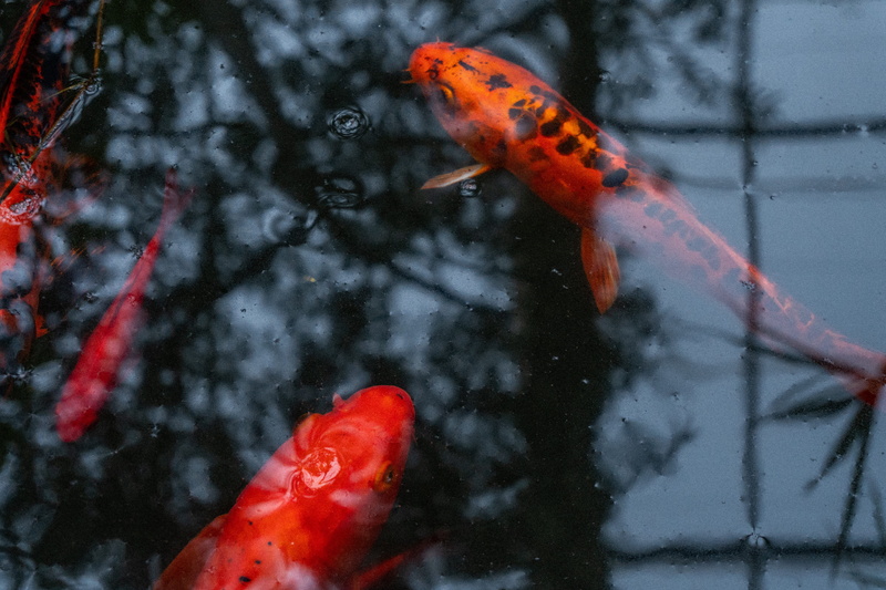 no people, pond, swimming, reflection, carp, pond fish, wildlife, koi, marine, water, greenhouse, aquatic, animals, fish, goldfish, orange color, red, outdoors