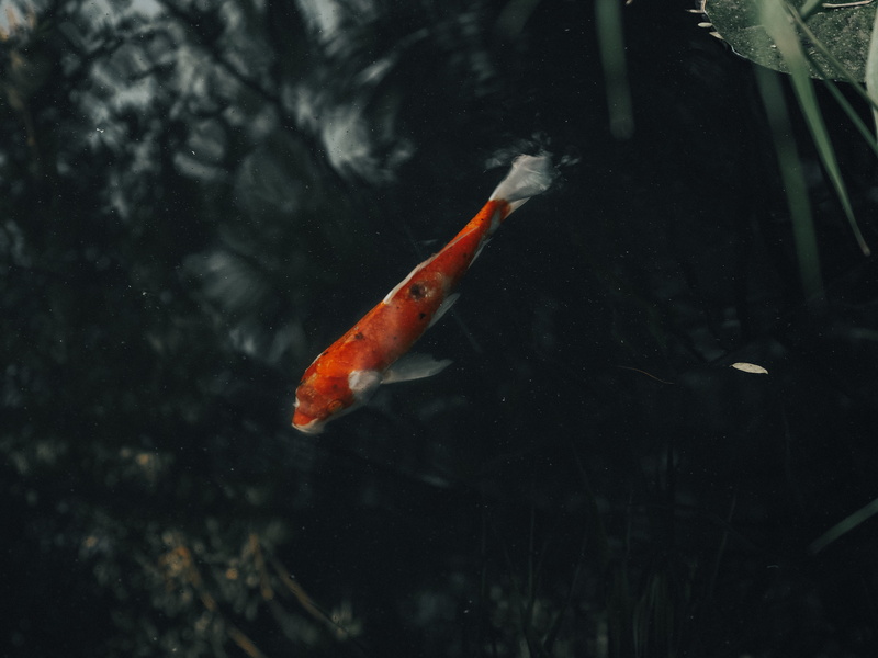 no people, nature, group of animals, aquatic, swimming, dark, marine, school of fish, plant, underwater, animal, water, sea life, 5K, animal themes, flora