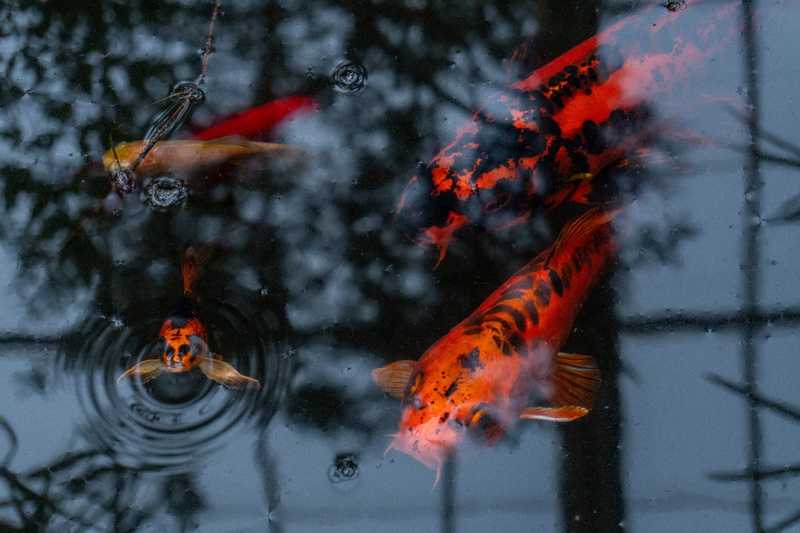 animal, animals in the wild, marine, honey bee, koi pond, bee, animal themes, nature, carp, fish koi, outdoors, animals, 5K, black, no people, wildlife