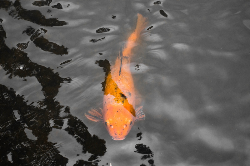 koi, lake, animal themes, school of fish, day, animals in the wild, water, fish, no people, pond, asian, tranquil, waterfront, carp, japanese, nature, japan