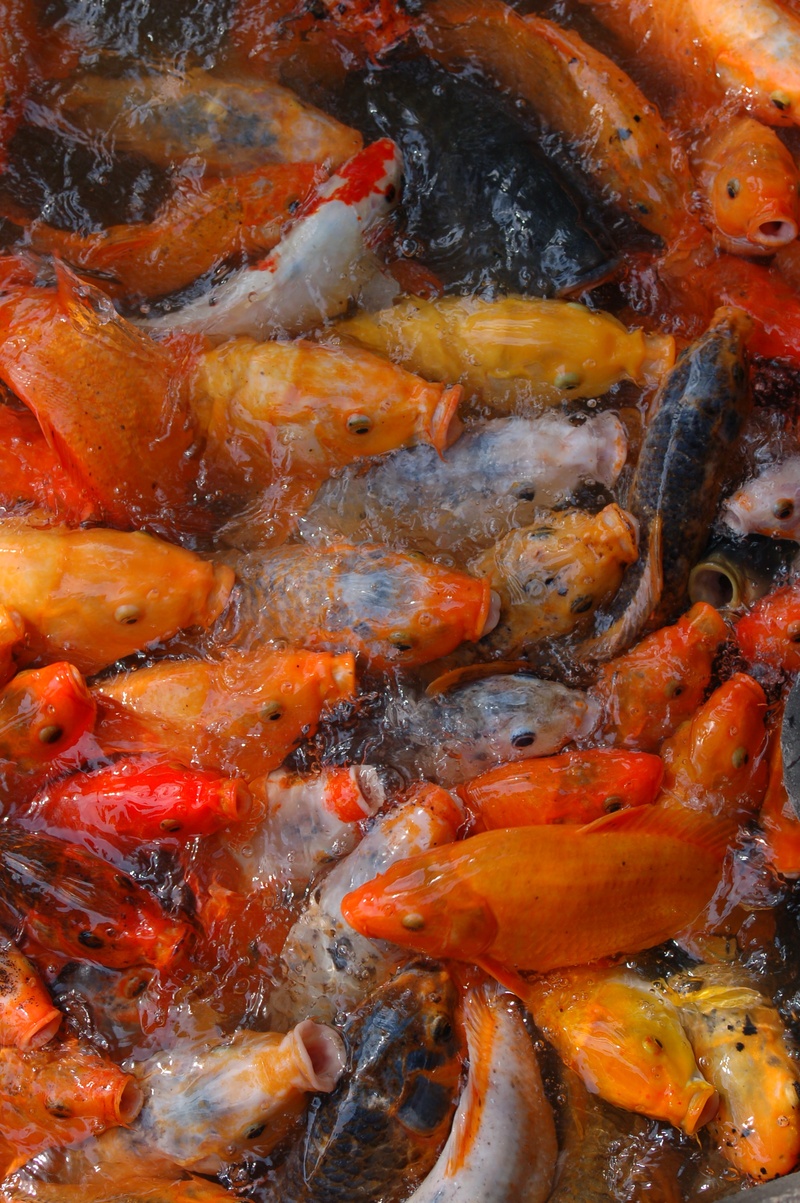 high angle view, 2K, water, swimming, animal wildlife, lake, carp, animals in the wild, tents, school of fish, animal themes, animal, vertebrate, full frame