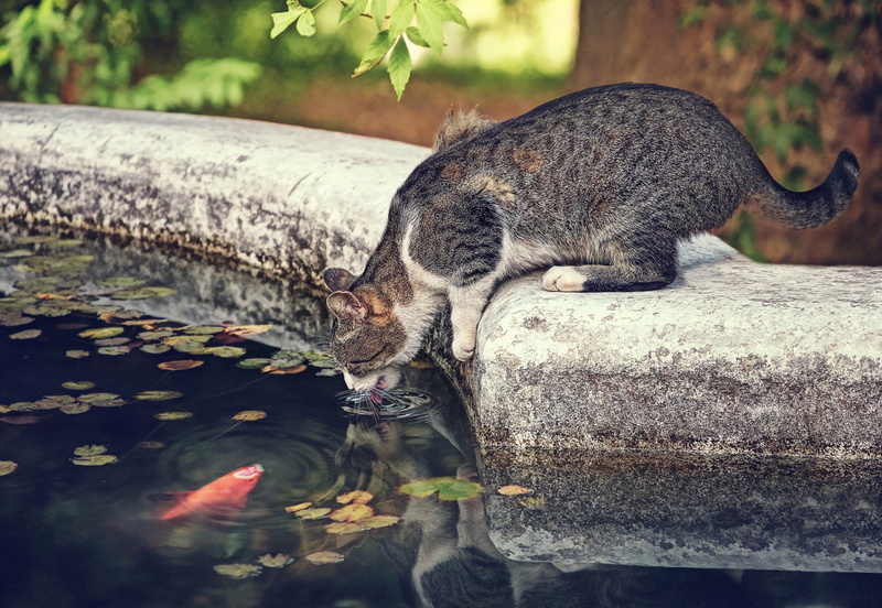 garden, 1080P, cat, pond, mammals, animals