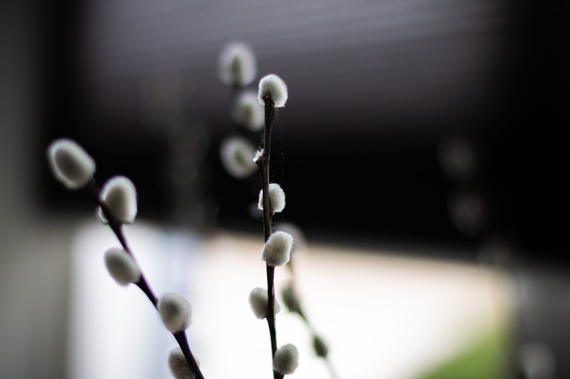 electronics, indoors, outdoors, softness, day, purity, flower, vegetation, selective focus, sphere, weed, plant stem, close-up, projection screen, grass