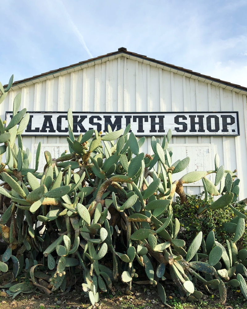old town san diego, building, machine, room, western script, low angle view, usa, outdoors, plant part, cacti, cactus, capital letter, no people, plant
