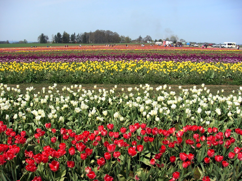 non-Urban Scene, summer, netherlands, no People, blue, flowerbed, scenics - nature, day, springtime, freshness, many, fragility, vibrant Color, farm, outdoors