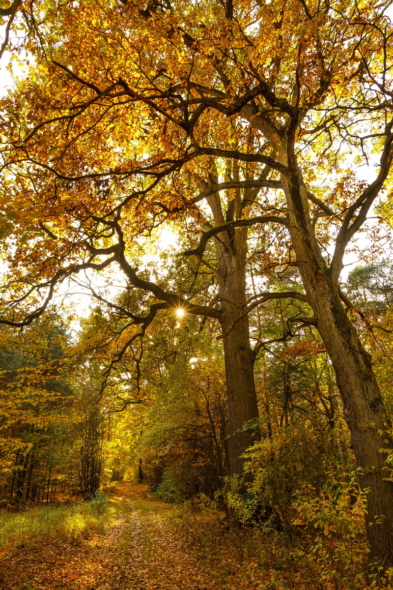 sun, sunshine, nature, autumn, golden hour, plant, shining, tree canopy, 5K, branch, land, scenics - nature, no people, bliss, growth, trunk, gold, woods