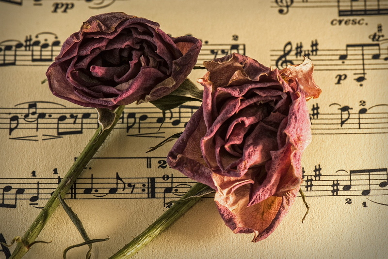 couple, flower, performance, inflorescence, notes, manuscript, notation, paper, freshness, concert, close-up, text, romantic, petal, indoors, old time