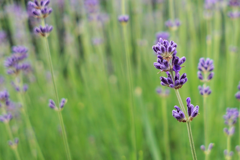 purple, garden, perfume, beauty in nature, fragrant, smell, scent, vulnerability, lavender, outdoors, growth, pollination, public domain images, nature