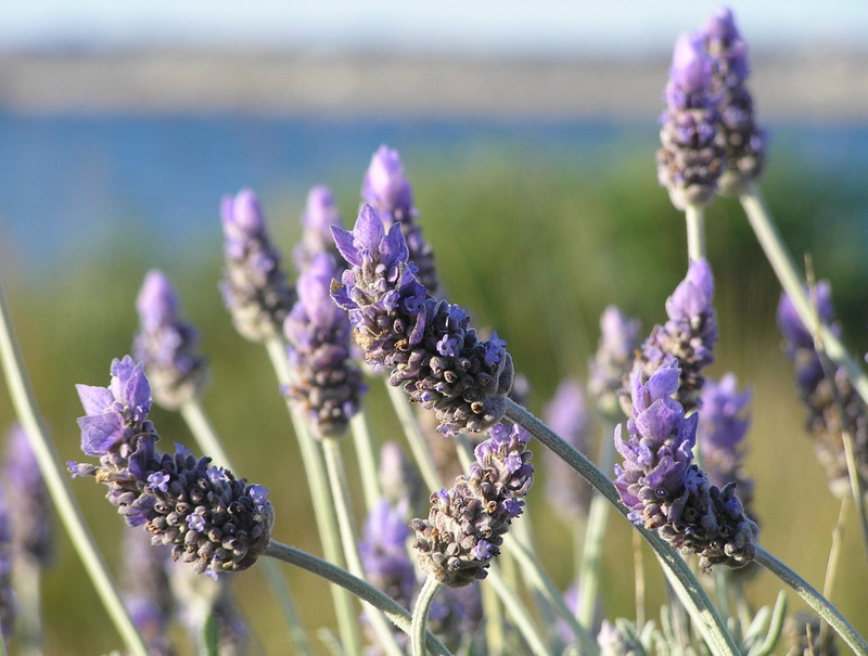 summer, lavender Coloured, 1080P, inflorescence, provence-Alpes-Cote dAzur, nature, focus on foreground, close-up, freshness, purple, day, flower, fragrant