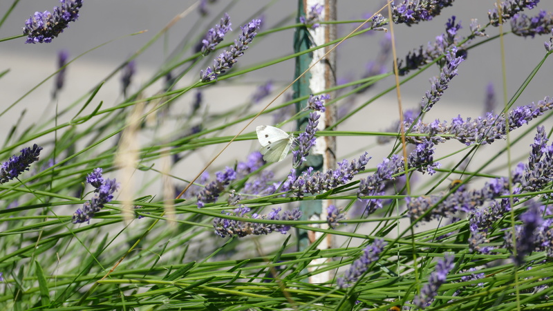 Purple, spice, 5K, wild, inflorescence, medicinal plant, food, flora, white, animal, springtime, lavender flowers, beauty in nature, honey, pollination