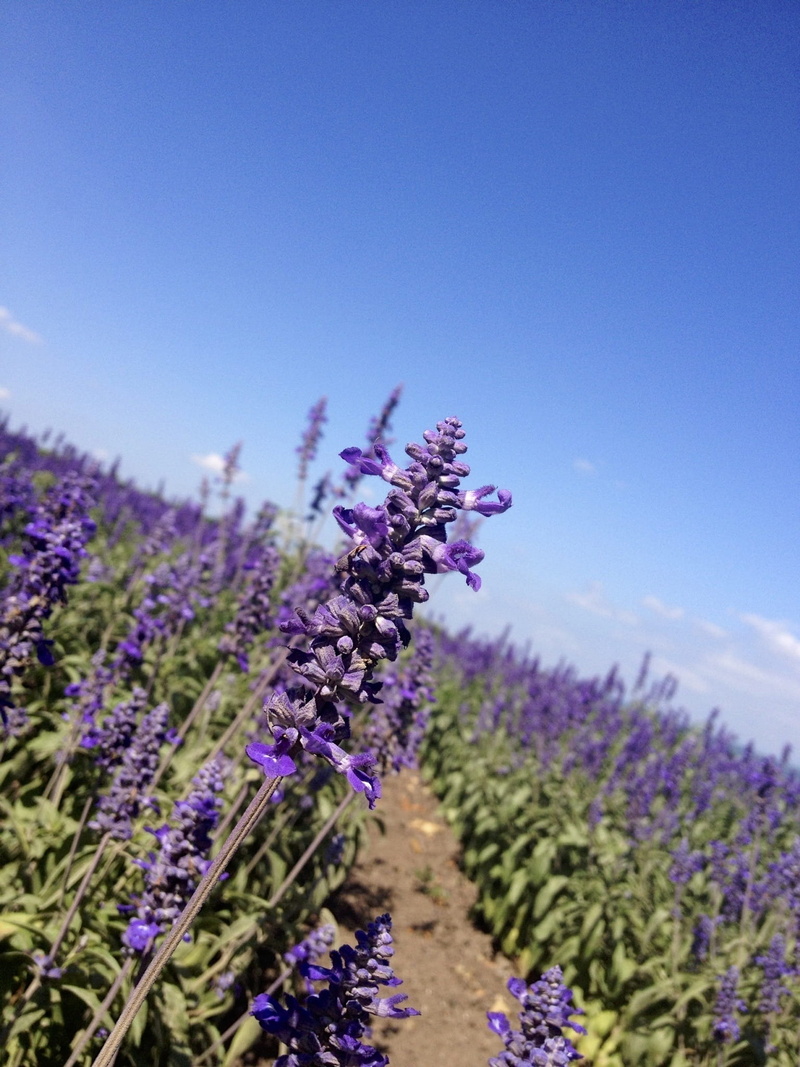 blue, Fields, outdoors, aromatic, day, spring, Lavender, flower, flower head, blooming, clear sky, no people, growing, vegetation, vulnerability, floral