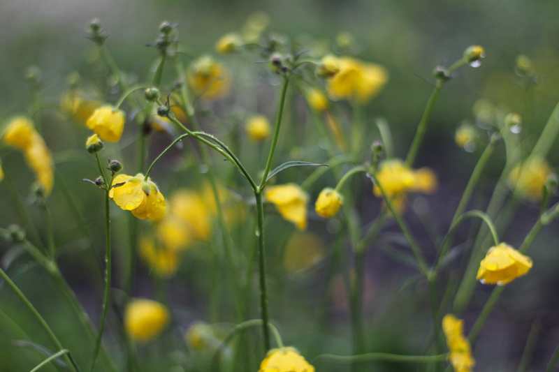 pink, immune, bloom, dom, heal, no People, summer, spring, relax, purpurea, plant, springtime, beauty In Nature, herb, wild flower, green Color, barefoot
