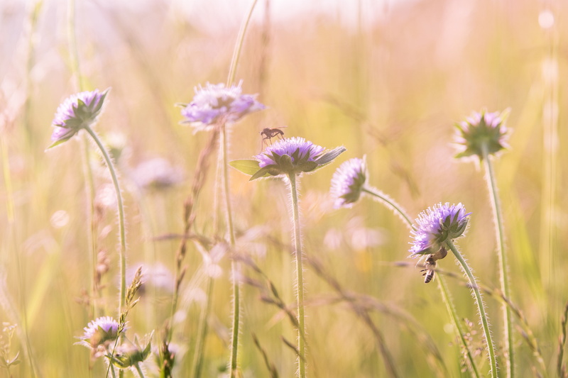 close, daytime, back light, springtime, meadow, pasture, purple, selective focus, field of flowers, blade of grass, summer, wild flowers, sun, flowerbed
