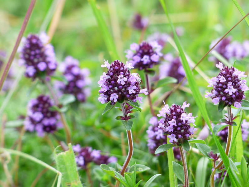 drug thyme, vulnerability, flowering plant, 4K, growth, inflorescence, betony, customer herb, petal, plant stem, herb, no people, common thyme, feldbulla