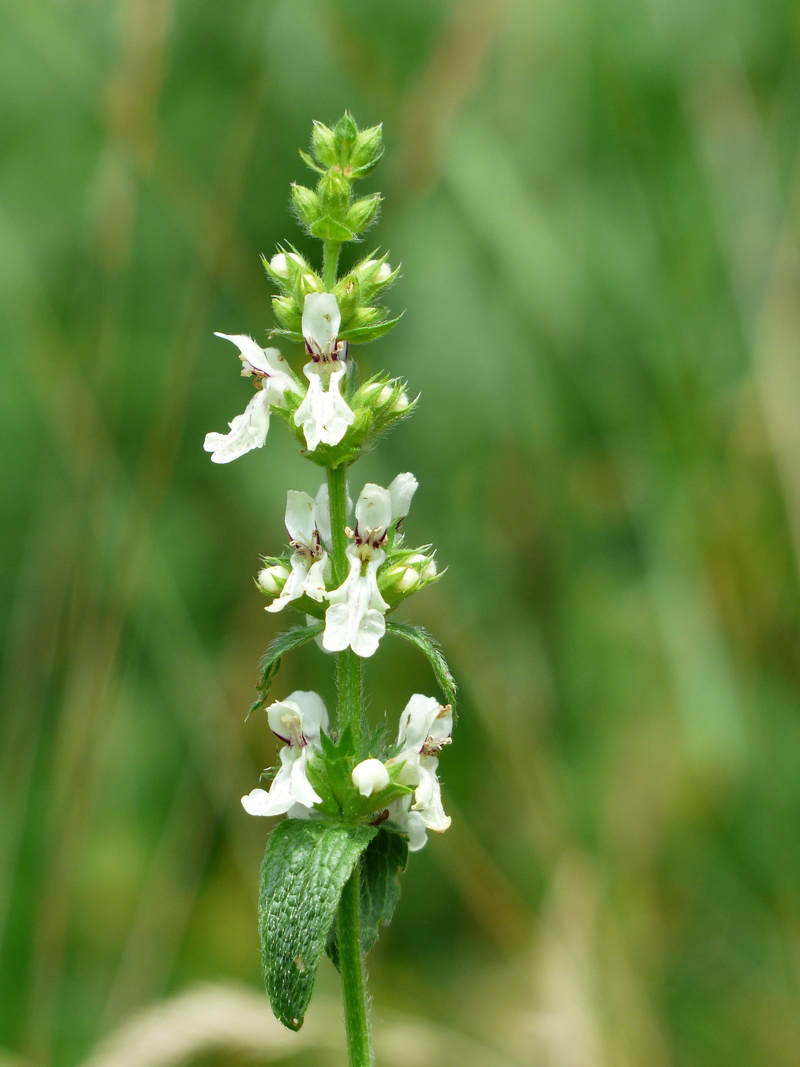 velvety, white color, close-up, flower head, white, 4K, hairy, petal, member herb, bloom, outdoors, vulnerability, amount of time gene herbal, nature
