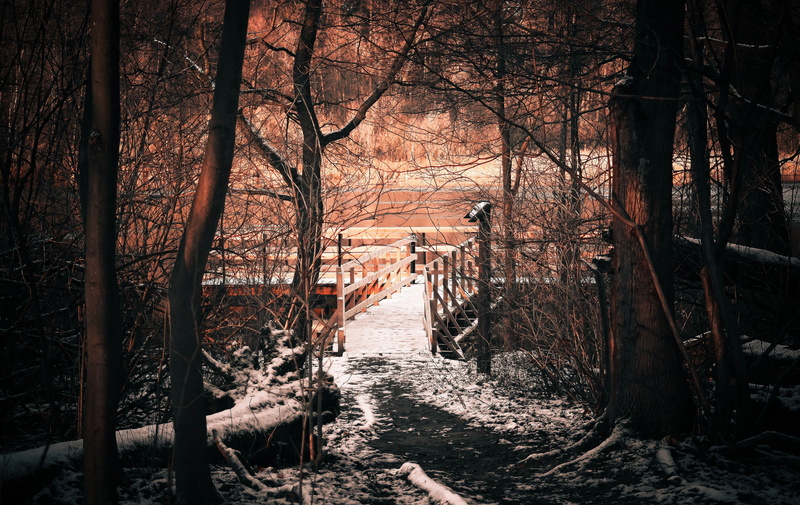 light, architecture, the silence, forest, shadow, cold, scenically, branch, wooden, mysterious, lonely, near, change, loneliness, built structure, spacer