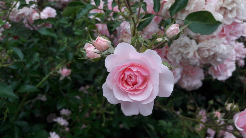 leaves, rose, petal, outdoors, vulnerability, growth, flower head, closeup, close-up, pink rose, one rose, living nature, forest, plant, sun, roses, stroll