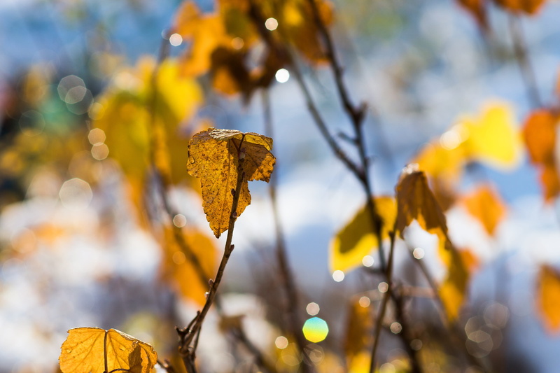 focus on foreground, outdoors, fragility, leaf, shining, close-up, day, lonely, alone, nature, growth, old, tree, tranquility, natural condition, detached