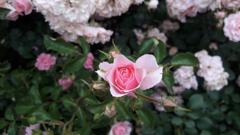 closeup, fragility, plant part, close-up, petal, summer, growth, one rose, outdoors, petals, flower head, no people, green leaves, inflorescence, flowers