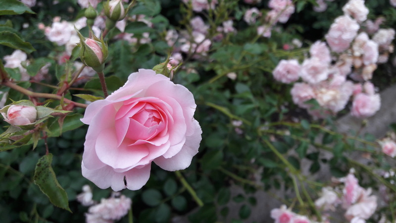 freshness, rose - flower, garden, 4K, flowering plant, green, pink rose, macro, green leaves, outdoors, closeup, one rose, greens, tender rose, springtime
