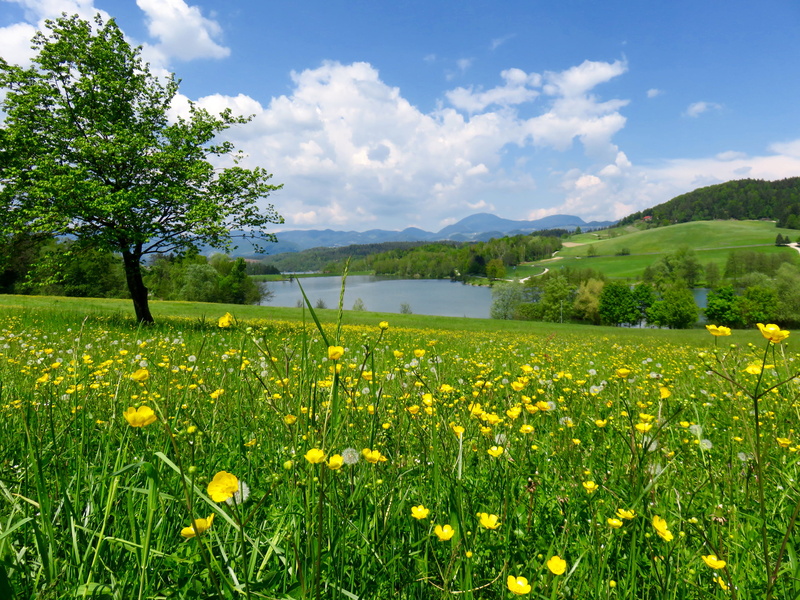 freshness, outdoors, day, grass, nature, Slovenia, river, farm, idyllic, beauty In Nature, forest, non-Urban Scene, no People, slope, tranquility, springtime