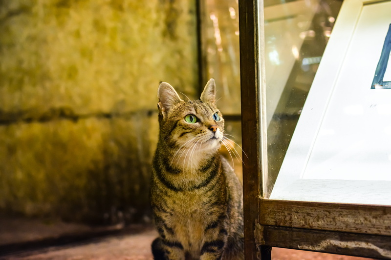 green eye, mammal, cat, stray cat, tabby cat, alley cat, blue eye, domestic cat, one animal, looking away, kitty, day, sitting, focus on foreground, looking