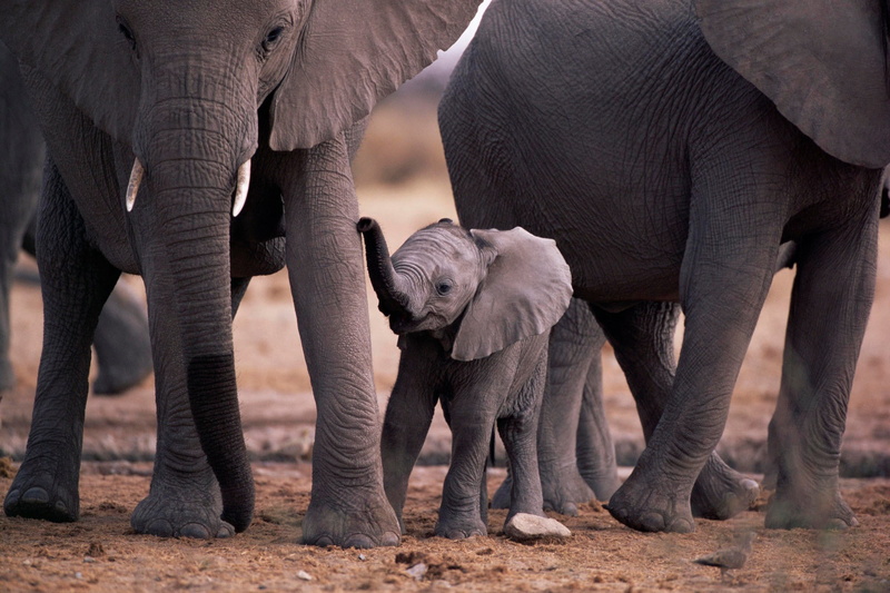 african elephant, safari, outdoors, animals in the wild, herbivorous, elephant calf, nature, animal trunk, mammal, animal wildlife, no people, animal body part