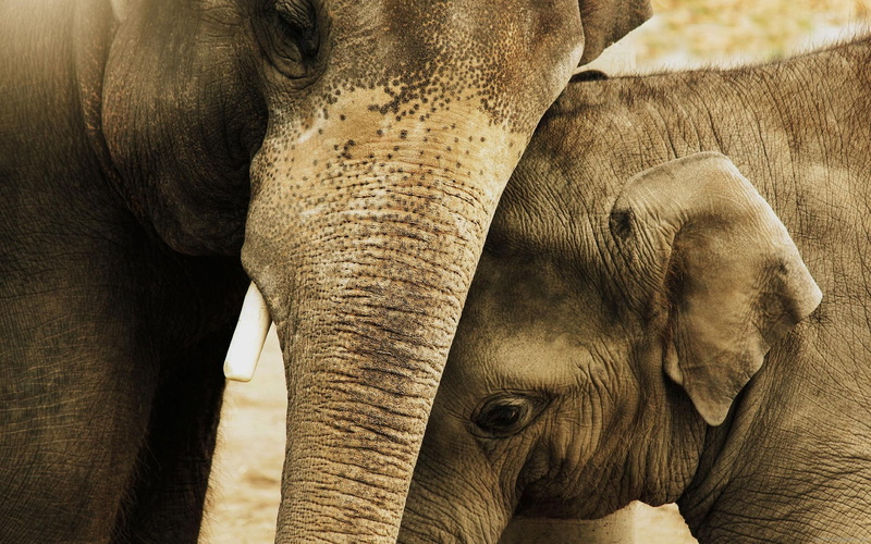 animal, calf, love, elephant, hug, 1080P